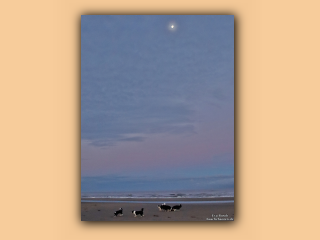 Die Hunde morgens am Saltum Strand (2).jpg